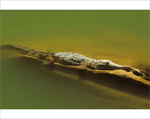 Australian freshwater crocodile (Crocodylus johnstoni)