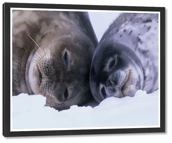 Weddell Seal (Leptoychotes weddellii) and juvenile on sea ice