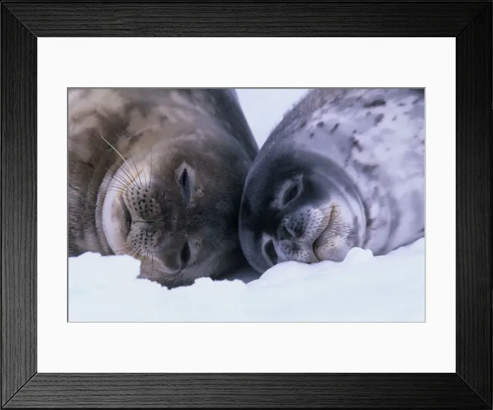 Framed Print : Weddell Seal (Leptoychotes weddellii) and juvenile on sea ice Framed Print : Weddell Seal (Leptoychotes weddellii) and juvenile on sea ice