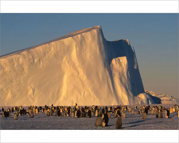 Emperor Penguins (Aptenodytes forsteri) near iceberg