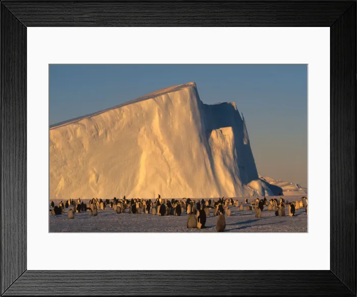 Framed Print : Emperor Penguins (Aptenodytes forsteri) near iceberg Framed Print : Emperor Penguins (Aptenodytes forsteri) near iceberg