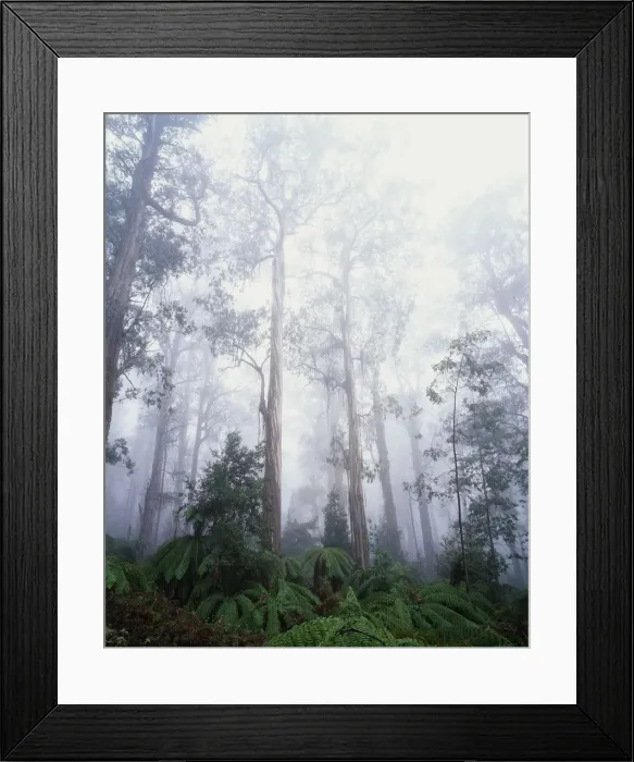 Framed Print : Shining gums (Eucalyptus nitens) in mist Framed Print : Shining gums (Eucalyptus nitens) in mist