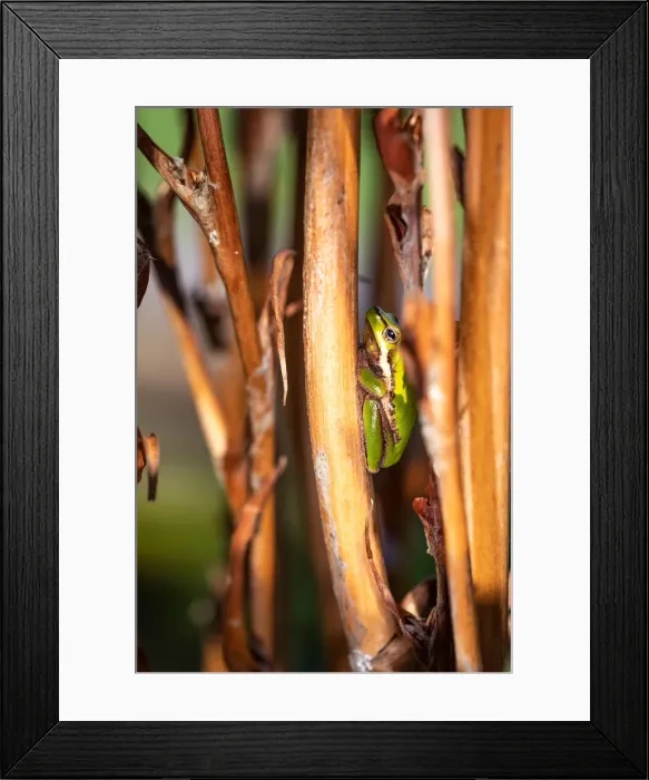 Framed Print : Eastern Dwarf Frog