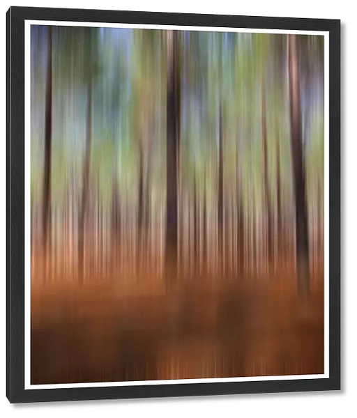 Forest blur