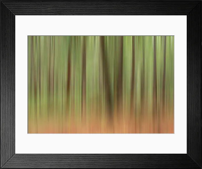 Framed Print : forest Framed Print : forest