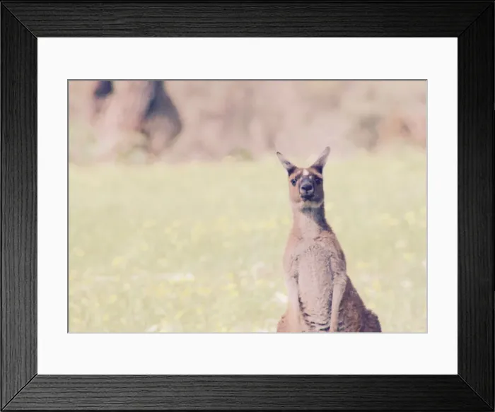 Framed Print : inquisitive roo looking at me and thinking what she up too! Framed Print : inquisitive roo looking at me and thinking what she up too!