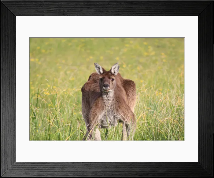 Framed Print : Big Roo Framed Print : Big Roo