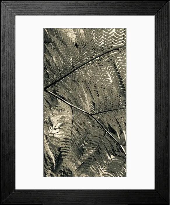 Framed Print : Fern Patterns Black and White Framed Print : Fern Patterns Black and White