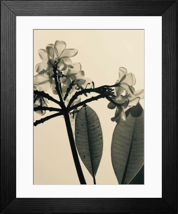Framed Print : Frangipani Delight in Vintage Style Framed Print : Frangipani Delight in Vintage Style