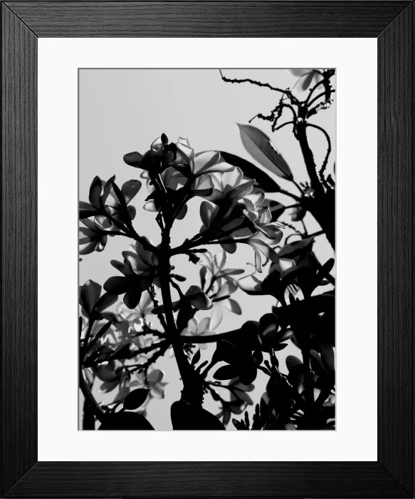 Framed Print : Frangipani, a classic flower from the tropics in black and white Framed Print : Frangipani, a classic flower from the tropics in black and white