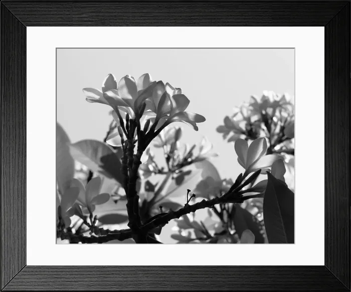 Framed Print : Frangipani viewed from below