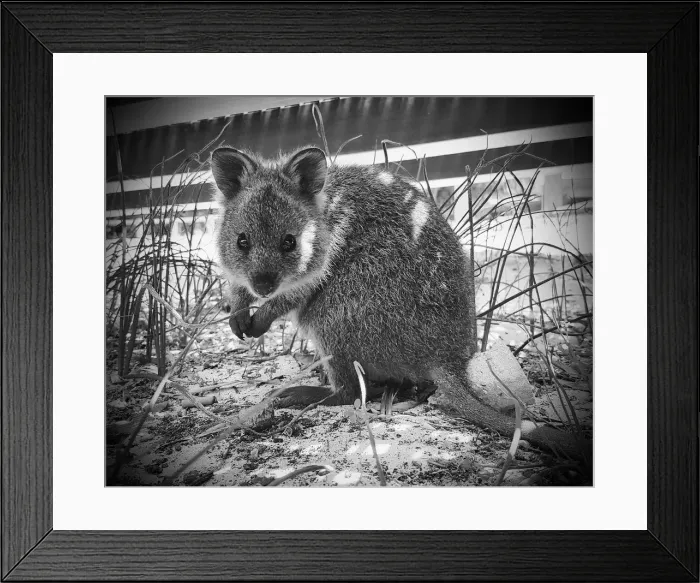 Framed Print : A beautiful photograph of a Quokka hiding under the boardwalk on Rottnest Island near Perth Western Australia Framed Print : A beautiful photograph of a Quokka hiding under the boardwalk on Rottnest Island near Perth Western Australia