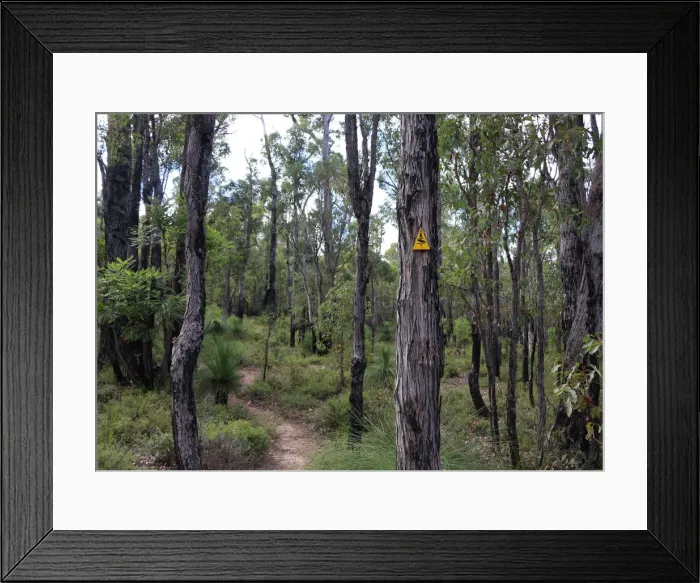 Framed Print : Bibbulmun Track near Jarrahdale Western Australia