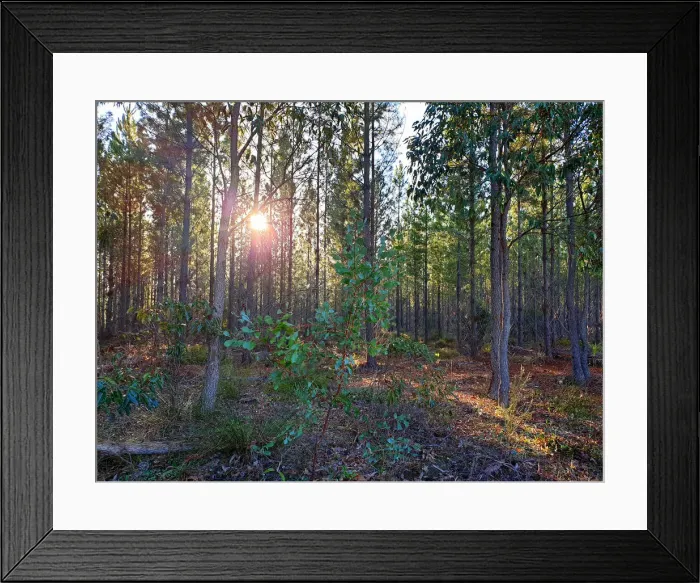 Framed Print : Forest Shimmers Framed Print : Forest Shimmers