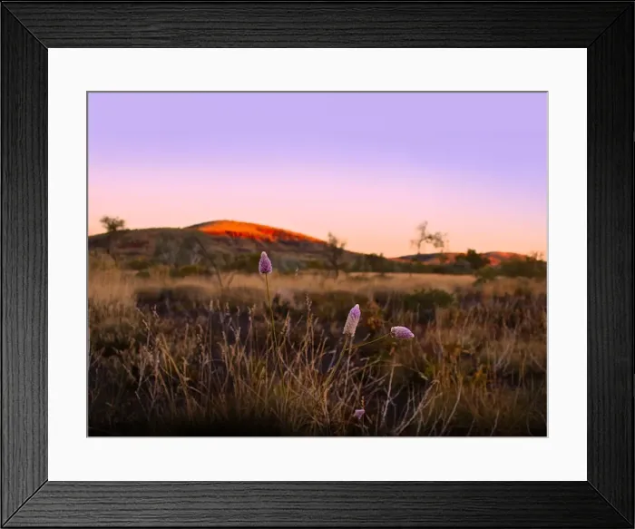 Framed Print : Dusk in Karijini National Park with native purple Mulla Mulla wildflowers Framed Print : Dusk in Karijini National Park with native purple Mulla Mulla wildflowers