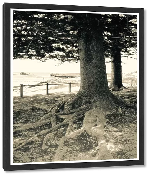 Rottnest Island Basin Pines