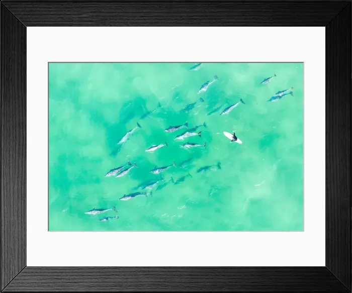 Framed Print : Aerial view of a Large pod of Dolphins with a surfer swimming in the ocean Framed Print : Aerial view of a Large pod of Dolphins with a surfer swimming in the ocean