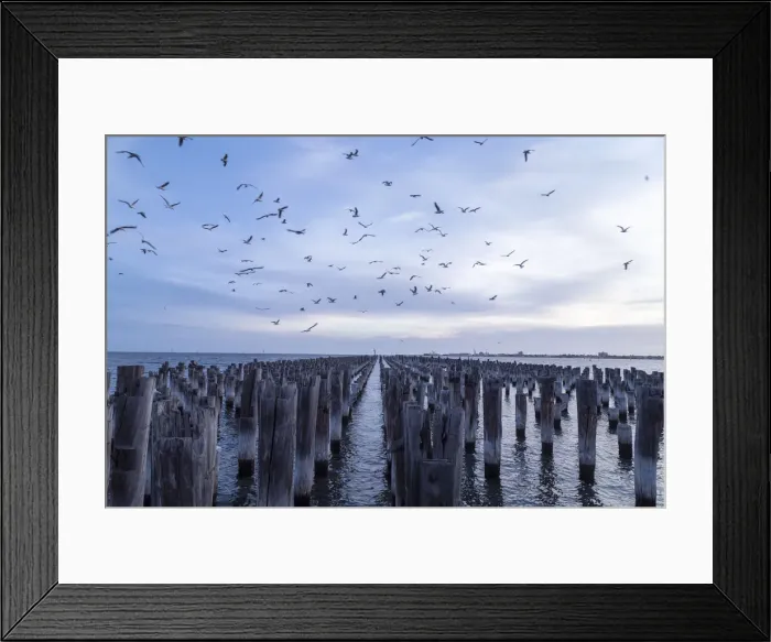 Framed Print : Old jetty posts in the water with flock of seagulls above Framed Print : Old jetty posts in the water with flock of seagulls above