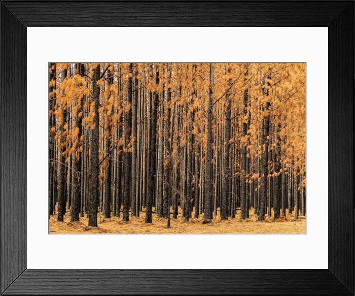 Framed Print : Burnt Pine trees in a pine tree plantation with brown leaves and black trunks Framed Print : Burnt Pine trees in a pine tree plantation with brown leaves and black trunks