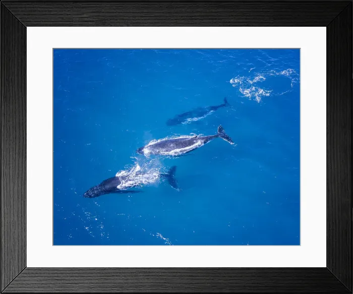 Framed Print : Humpback whales swimming in Blue water Framed Print : Humpback whales swimming in Blue water