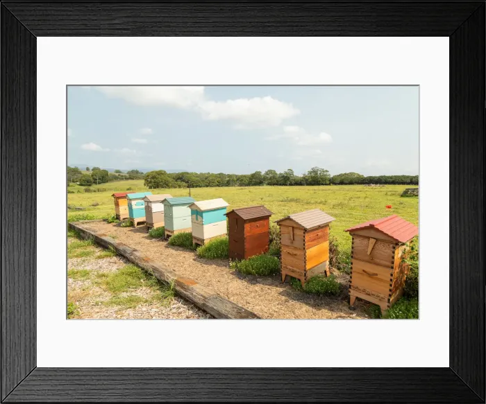 Framed Print : Row of colored beehives in a paddock Framed Print : Row of colored beehives in a paddock