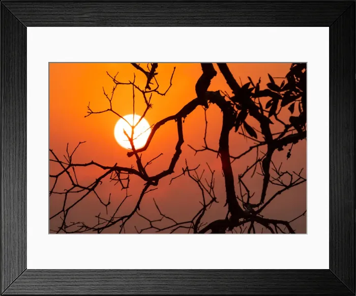 Framed Print : Orange Colored Sunrise with silhouetted tree branches through the smoke haze Framed Print : Orange Colored Sunrise with silhouetted tree branches through the smoke haze