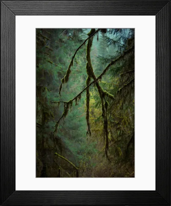 Framed Print : Olympic National Park, WA, USA