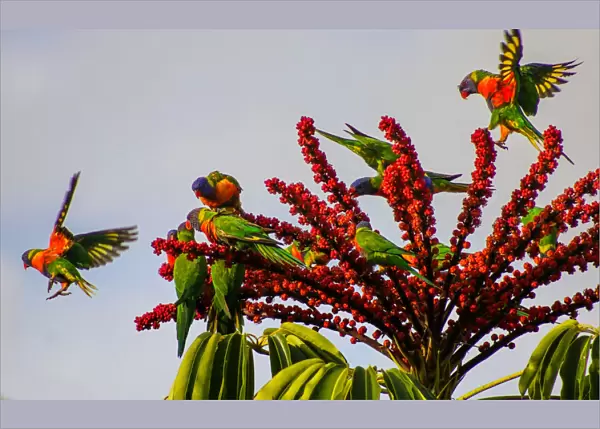 Bright & Colourful Rainbow Lorikeets matching the flowers