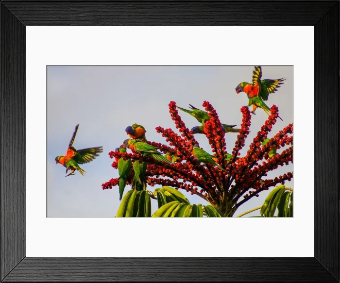 Framed Print : Bright & Colourful Rainbow Lorikeets matching the flowers Framed Print : Bright & Colourful Rainbow Lorikeets matching the flowers