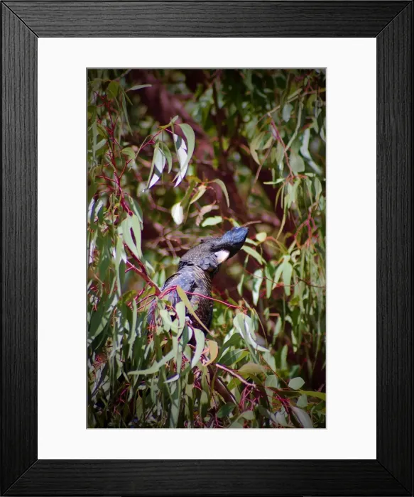 Framed Print : Forest Red-tailed Black-Cockatoo Hiding in a Tree