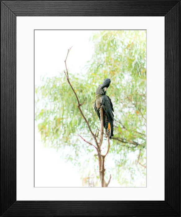 Framed Print : Forest Red-tailed Black-Cockatoo Framed Print : Forest Red-tailed Black-Cockatoo