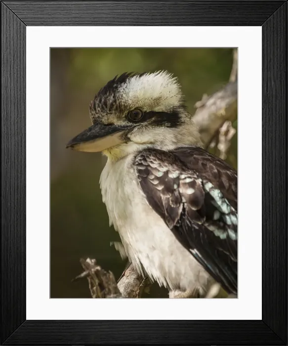 Framed Print : Australian Laughing Kookaburra (Dacelo novaeguineae) Framed Print : Australian Laughing Kookaburra (Dacelo novaeguineae)