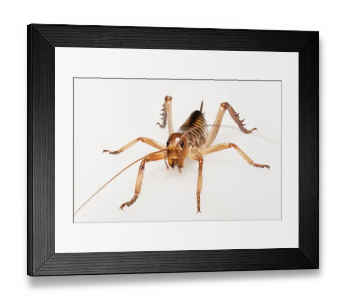 Framed Print : Female Weta (Hemideina crassidens) Framed Print : Female Weta (Hemideina crassidens)