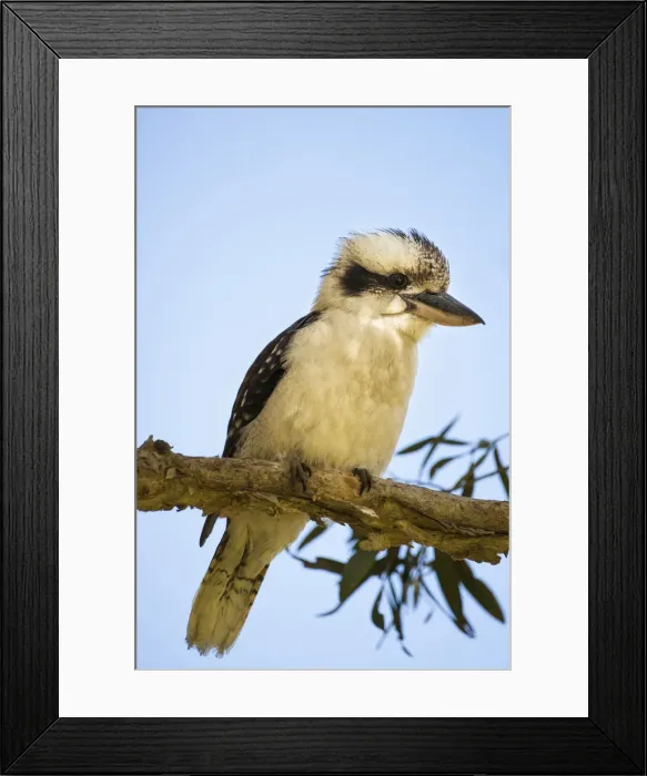Framed Print : Australian Laughing Kookaburra (Dacelo novaeguineae) Framed Print : Australian Laughing Kookaburra (Dacelo novaeguineae)