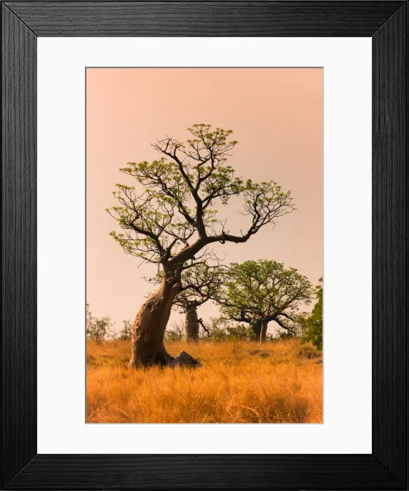 Framed Print : Boab trees at sunset, Gibb River Road, Western Australia, Australia Framed Print : Boab trees at sunset, Gibb River Road, Western Australia, Australia