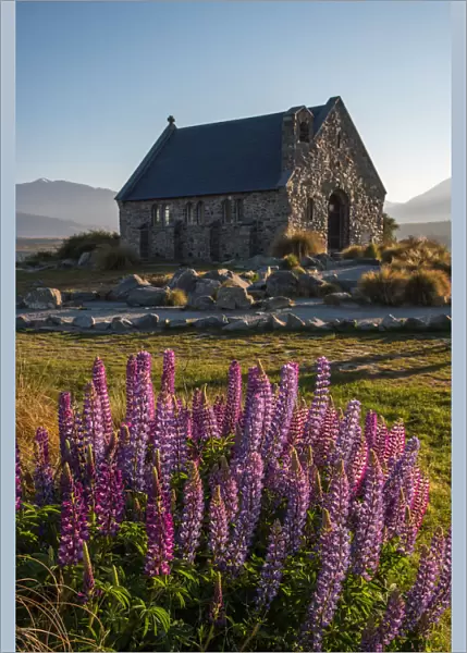Church Of The Good Shepherd and lupine blooming flowers, Tekapo lake, New Zealand