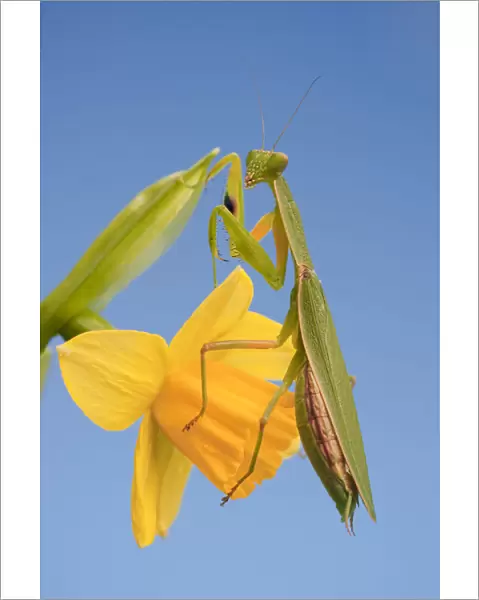 Female New Zealand Mantis on daffodil flower