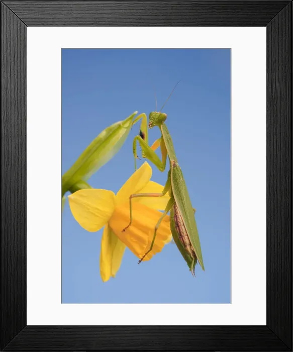 Framed Print : Female New Zealand Mantis on daffodil flower