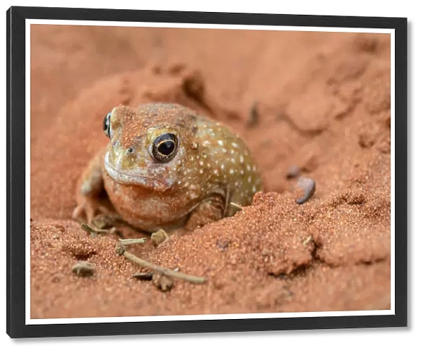 Desert Spadefoot Frog (Notaden nichollsi), Northern Territory, Australia