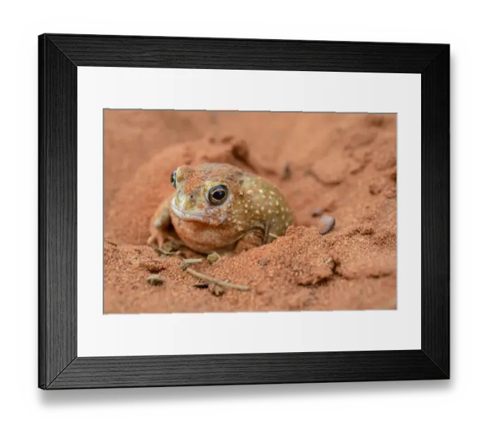 Framed Print : Desert Spadefoot Frog (Notaden nichollsi), Northern Territory, Australia Framed Print : Desert Spadefoot Frog (Notaden nichollsi), Northern Territory, Australia