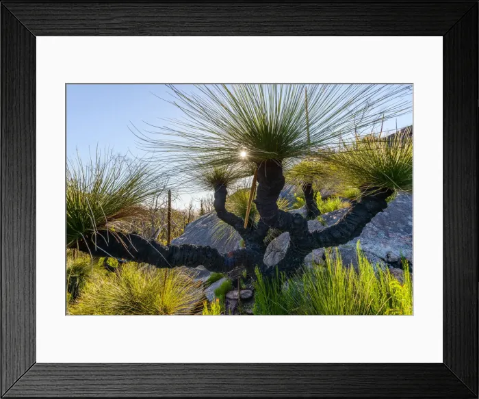 Framed Print : Grass Trees, DaEntrecasteaux National Park, Western Australia, Australia