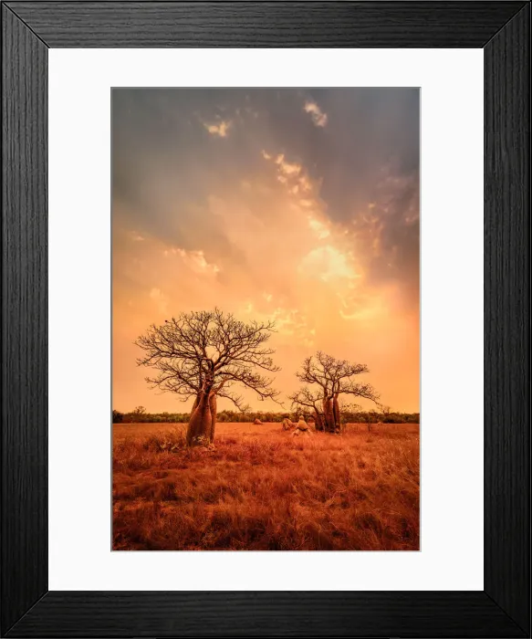 Framed Print : Boab trees at sunset, Gibb River Road, Western Australia, Australia