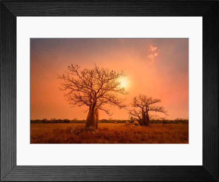 Framed Print : Boab trees at sunset, Gibb River Road, Western Australia, Australia