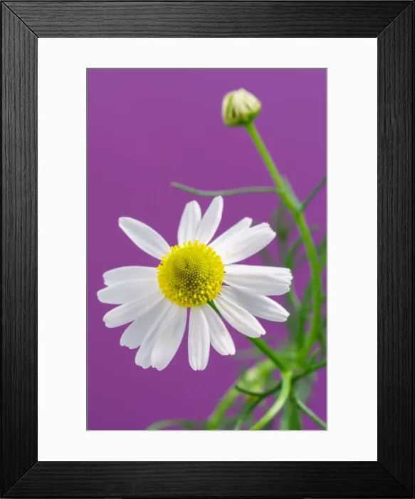 Framed Print : Chamomile flower Framed Print : Chamomile flower