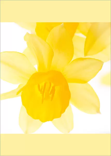 Spring flowering daffodil flowers