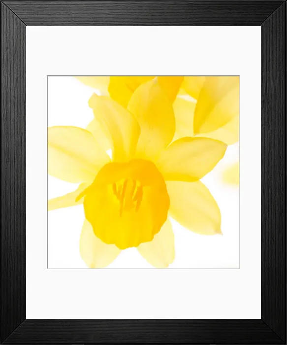 Framed Print : Spring flowering daffodil flowers
