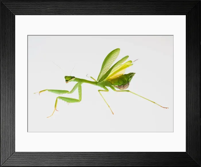 Framed Print : South African or Springbok Praying Mantis Framed Print : South African or Springbok Praying Mantis