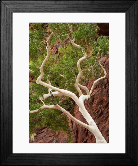 Framed Print : Palm Valley, Finke Gorge National Park, Northern Territory, Australia Framed Print : Palm Valley, Finke Gorge National Park, Northern Territory, Australia