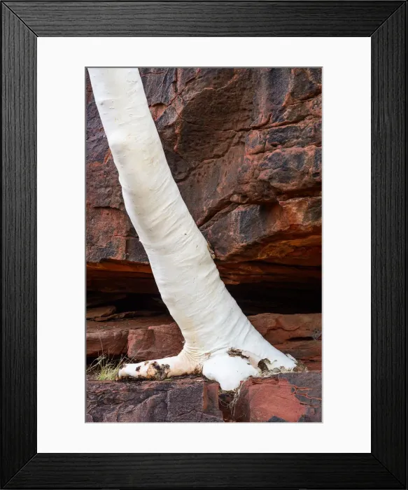 Framed Print : Palm Valley, Finke Gorge National Park, Northern Territory, Australia