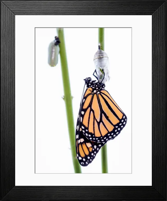 Framed Print : Monarch Butterfly Framed Print : Monarch Butterfly